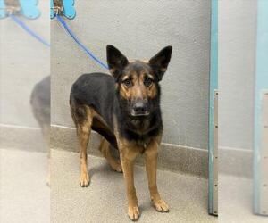 German Shepherd Dog-Unknown Mix Dogs for adoption in Las Vegas, NV, USA
