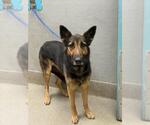 Small German Shepherd Dog Mix