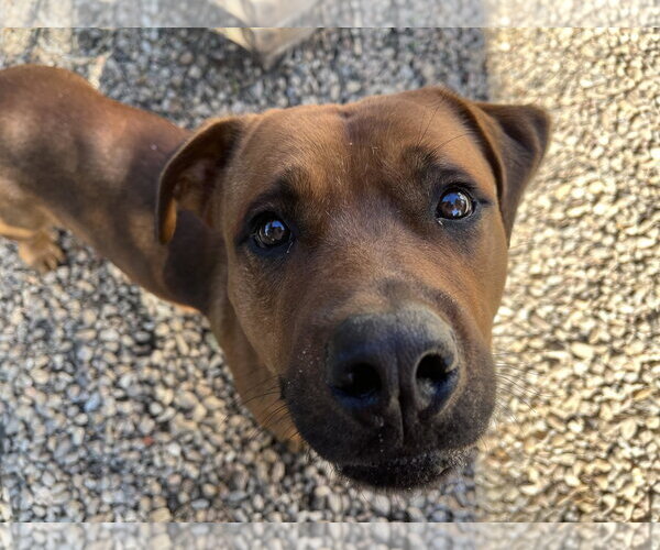 Medium Photo #13 American Pit Bull Terrier-Unknown Mix Puppy For Sale in Woodbury, NY, USA