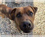 Small Photo #13 American Pit Bull Terrier-Unknown Mix Puppy For Sale in Woodbury, NY, USA