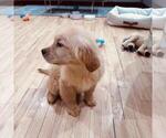 Small #13 Golden Retriever