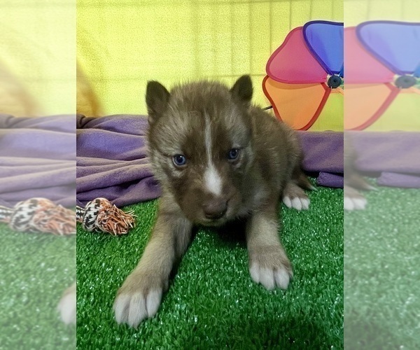 Medium Photo #16 Siberian Husky Puppy For Sale in DEARBORN, MO, USA