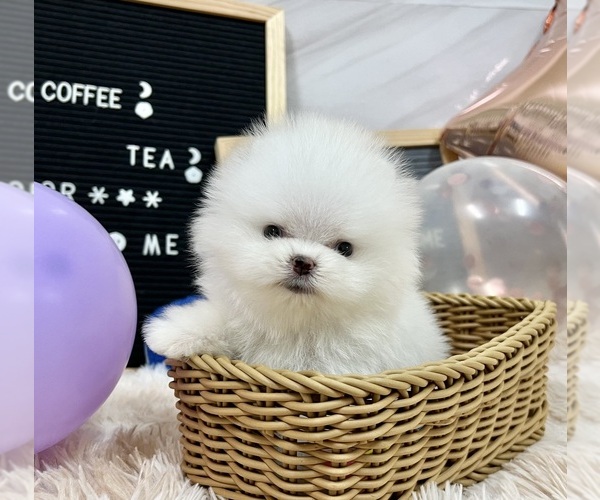 Medium Photo #1 Pomeranian Puppy For Sale in CHICAGO, IL, USA
