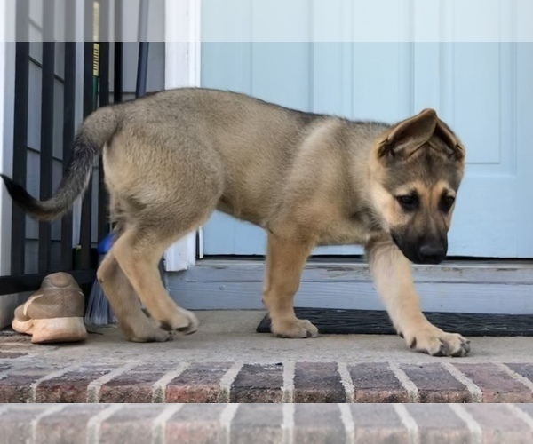 Medium Photo #2 German Shepherd Dog Puppy For Sale in GILBERT, SC, USA