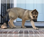 Small Photo #2 German Shepherd Dog Puppy For Sale in GILBERT, SC, USA