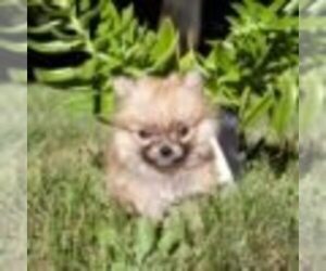 Pomeranian Puppy for sale in NAPLES, FL, USA