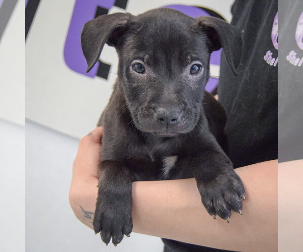 Medium Photo #4 American Staffordshire Terrier-Boxer Mix Puppy For Sale in Huntley, IL, USA