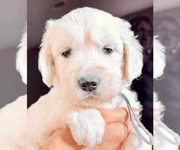 Medium Photo #26 English Cream Golden Retriever Puppy For Sale in MEDFORD TOWNSHIP, NJ, USA