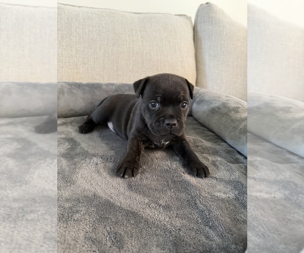 Medium Photo #1 Staffordshire Bull Terrier Puppy For Sale in LUTZ, FL, USA
