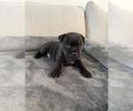 Puppy 1 Staffordshire Bull Terrier
