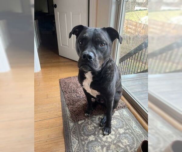 Medium Photo #4 American Pit Bull Terrier-Unknown Mix Puppy For Sale in Candler, NC, USA