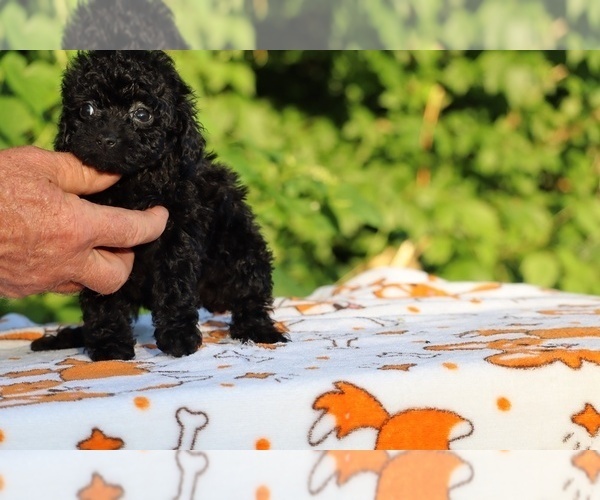 Medium Photo #7 Poodle (Toy) Puppy For Sale in DYERSBURG, TN, USA