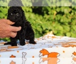 Small #6 Poodle (Toy)