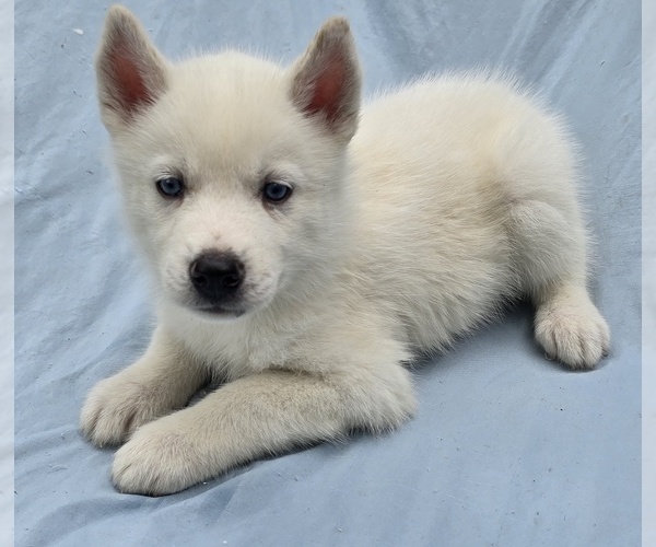 Medium Photo #13 Siberian Husky Puppy For Sale in CAMDENTON, MO, USA