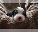 Small Photo #11 Bernedoodle Puppy For Sale in ELMWOOD, IL, USA