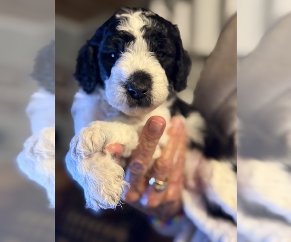 Medium Photo #1 Goldendoodle (Miniature) Puppy For Sale in LILLINGTON, NC, USA