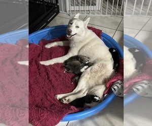 Mother of the Siberian Husky puppies born on 07/01/2023