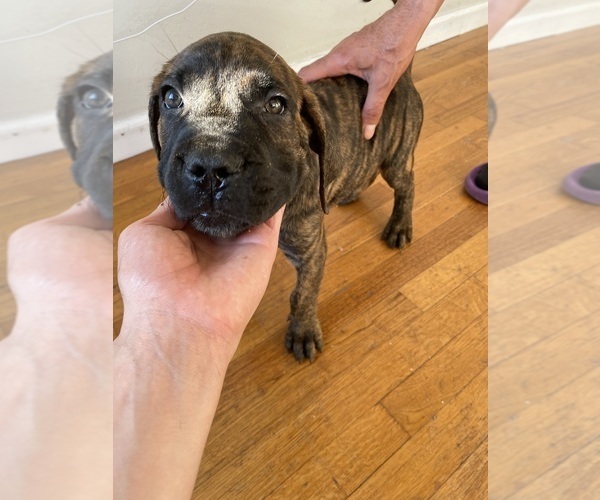 Medium Photo #3 Cane Corso Puppy For Sale in JERSEY CITY, NJ, USA