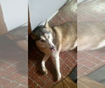 Small #2 Alusky