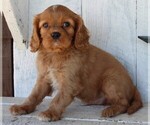 Small Photo #3 Cavalier King Charles Spaniel Puppy For Sale in FREDERICKSBURG, OH, USA