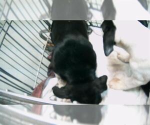 Labrador Retriever Dogs for adoption in Tulsa, OK, USA