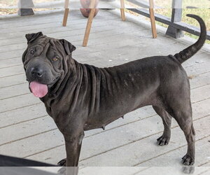 Dumpling Rolls - Male Mutt Dog for Adoption - Photo #3