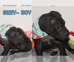 Small Photo #11 Great Dane Puppy For Sale in KALAMA, WA, USA