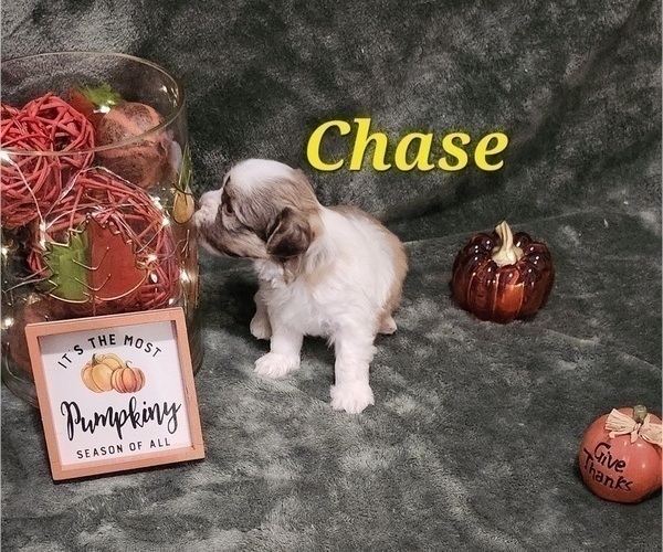 Medium Photo #11 Havanese Puppy For Sale in ALBION, PA, USA