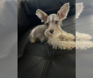 Schnauzer (Miniature) Puppy for sale in AUBURN, GA, USA