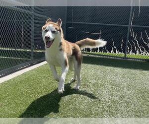 Siberian Husky-Unknown Mix Dogs for adoption in Grand Prairie, TX, USA
