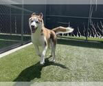 Small Siberian Husky Mix