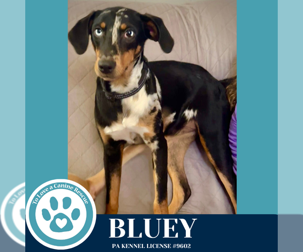 Medium Photo #3 Mutt Puppy For Sale in Kimberton, PA, USA