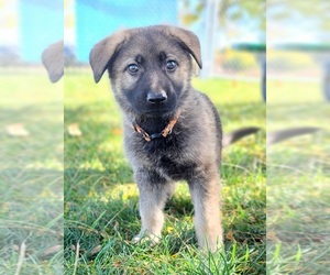 German Shepherd Dog Puppy for sale in WARREN, MA, USA