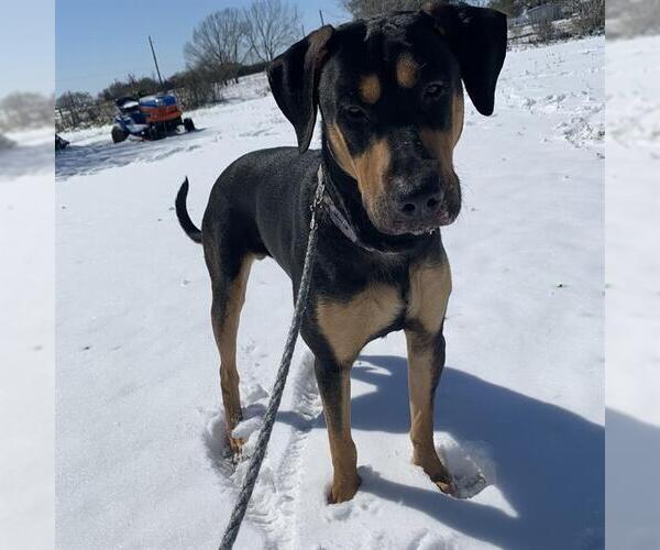 Medium Photo #1 Doberman Pinscher-Unknown Mix Puppy For Sale in San Antonio, TX, USA