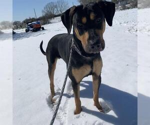 Doberman Pinscher-Unknown Mix Dogs for adoption in San Antonio, TX, USA