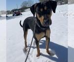 Small Doberman Pinscher Mix
