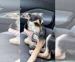 V - Female Mutt Dog for Adoption - Small photo
