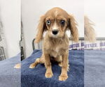 Small #1 Cavalier King Charles Spaniel