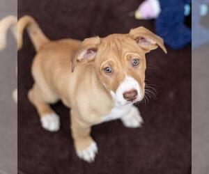 Colonial Cocker Spaniel-Unknown Mix Dogs for adoption in San Diego, CA, USA