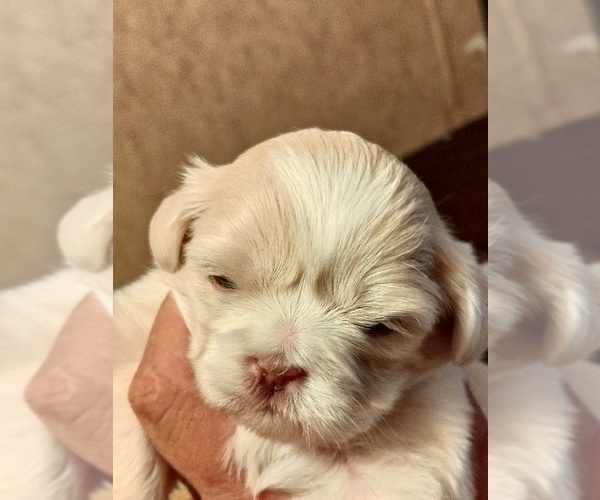 Medium Photo #2 Shih Tzu Puppy For Sale in FANNING SPGS, FL, USA