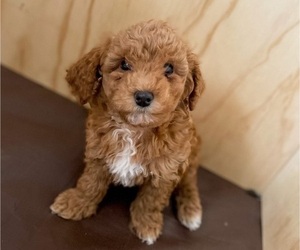 Medium Goldendoodle (Miniature)