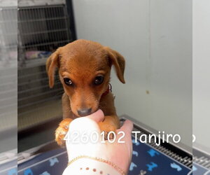 Chihuahua-Unknown Mix Dogs for adoption in Chico, CA, USA