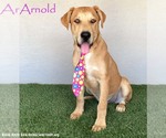 Small Mastador