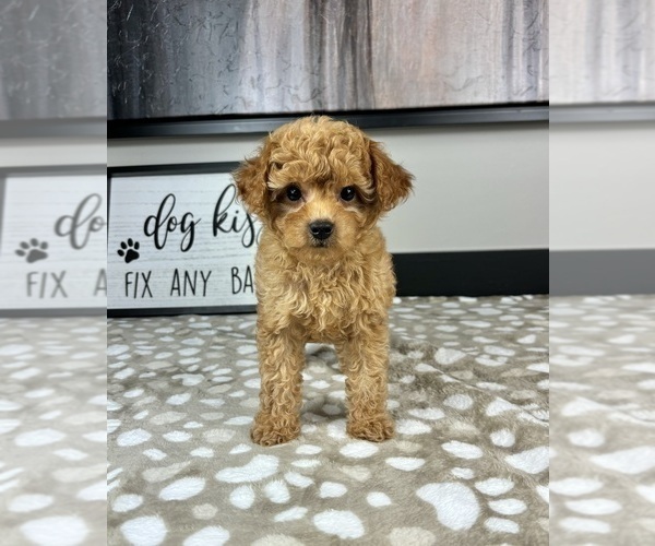 Medium Photo #3 Cavapoo Puppy For Sale in INDIANAPOLIS, IN, USA