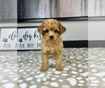 Small #2 Cavapoo