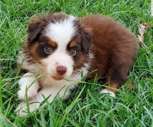 Miniature Australian Shepherd Puppy for sale in POPLARVILLE, MS, USA