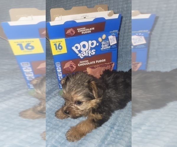 Medium Photo #153 Yorkshire Terrier Puppy For Sale in AKRON, OH, USA