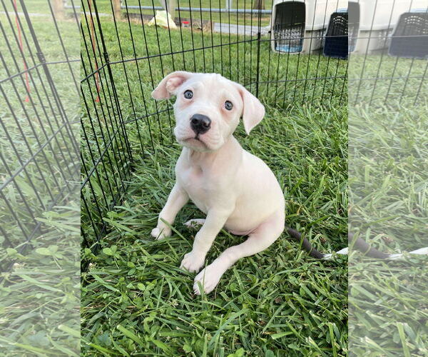 Medium Photo #6 American Pit Bull Terrier-Unknown Mix Puppy For Sale in Derwood, MD, USA