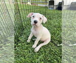 Small #5 American Pit Bull Terrier Mix