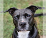 Small #9 American Staffordshire Terrier Mix